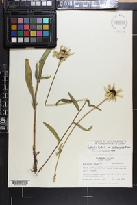 Rudbeckia hirta var. pulcherrima image