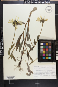 Rudbeckia hirta var. pulcherrima image