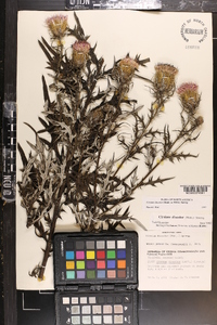 Cirsium discolor image