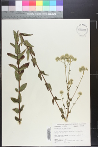 Eupatorium pilosum image