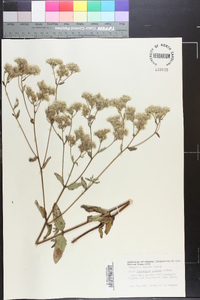 Eupatorium pilosum image