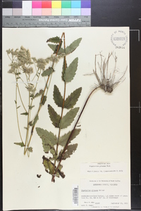 Eupatorium pilosum image