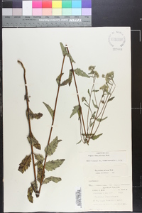 Eupatorium pilosum image