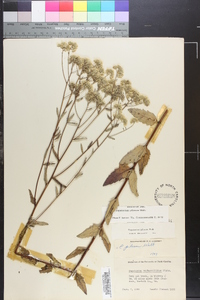 Eupatorium pilosum image