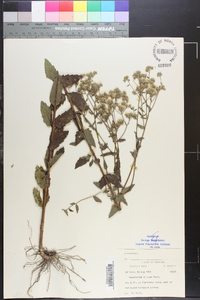 Eupatorium pilosum image