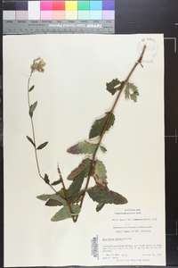 Eupatorium pilosum image