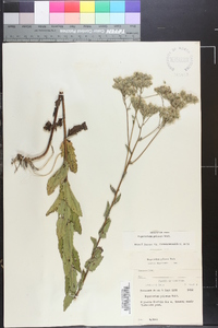 Eupatorium pilosum image