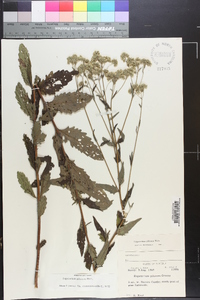 Eupatorium pilosum image