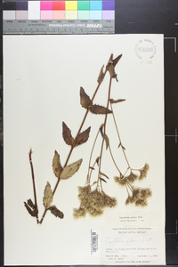 Eupatorium pilosum image