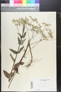 Eupatorium pilosum image