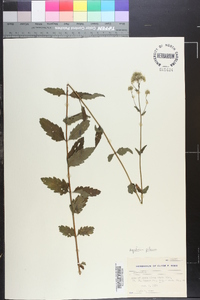 Eupatorium pilosum image