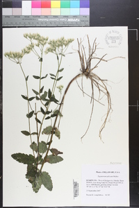 Eupatorium pilosum image