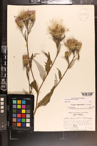 Cirsium altissimum image