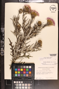 Cirsium discolor image