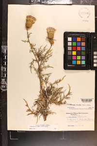 Cirsium discolor image