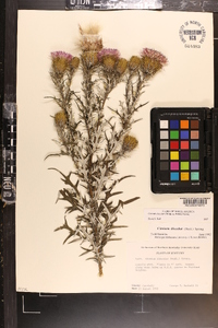 Cirsium discolor image