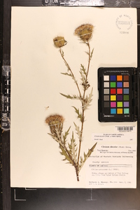 Cirsium discolor image