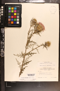 Cirsium discolor image