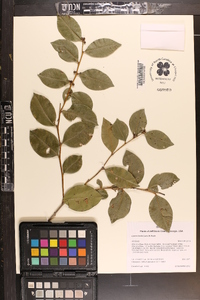 Lyonia lucida image
