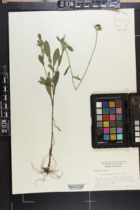 Rudbeckia hirta var. angustifolia image