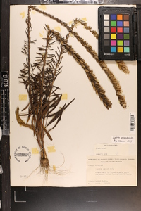 Liatris secunda image