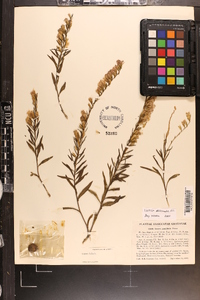 Liatris secunda image