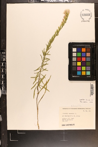 Liatris secunda image