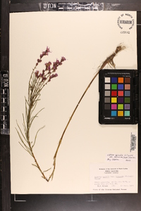 Liatris spicata image