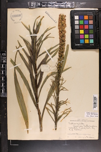 Liatris spicata var. spicata image