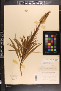 Liatris spicata image