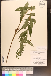 Solidago arguta var. boottii image