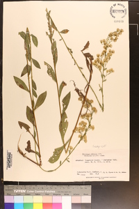 Solidago arguta var. boottii image