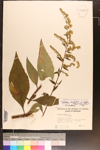 Solidago arguta var. boottii image