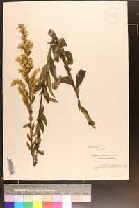 Solidago arguta var. boottii image