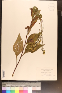 Solidago arguta var. boottii image