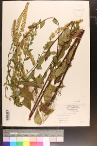 Solidago arguta var. boottii image