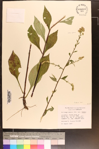 Solidago arguta var. arguta image