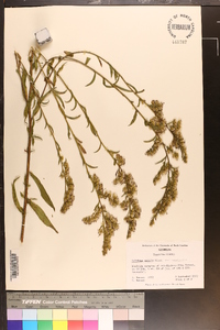 Solidago arguta var. caroliniana image