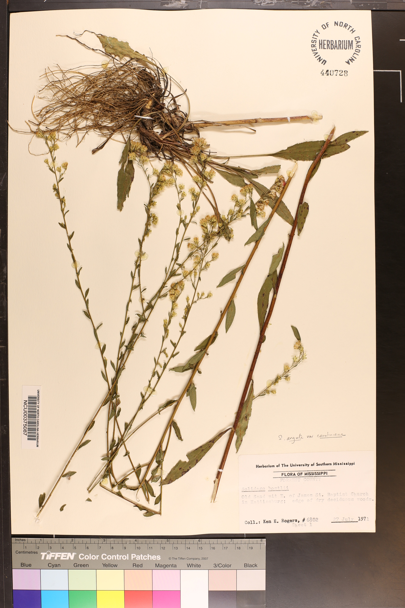 Solidago arguta var. caroliniana image