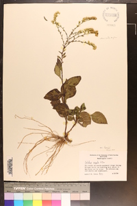 Solidago arguta var. harrisii image