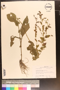 Solidago auriculata image