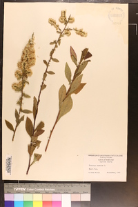 Solidago bicolor image