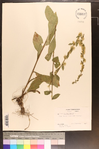 Solidago bicolor image