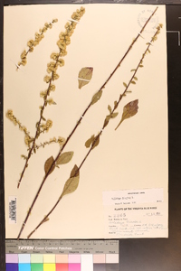 Solidago bicolor image