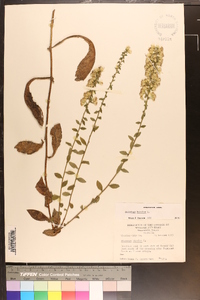 Solidago bicolor image