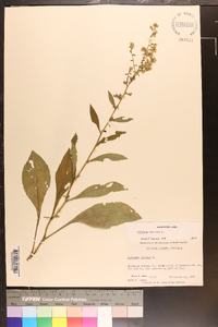 Solidago bicolor image