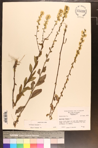 Solidago bicolor image