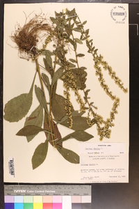 Solidago bicolor image