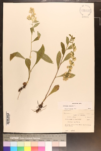 Solidago bicolor image