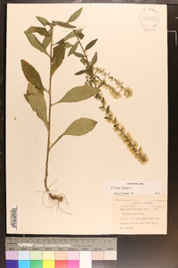 Solidago bicolor image